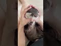 This Animal Wags Its Tail While Drinking Milk 😍