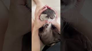 This Animal Wags Its Tail While Drinking Milk 😍