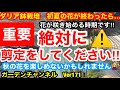 【ダリア 剪定方法】意外に知らない剪定ですが、これやらないと危険です‼︎Ver171【カーメン君】【ダリア】【Dahlia】【剪定】【切り戻し】