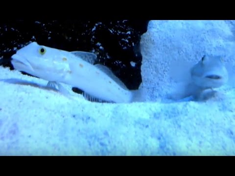 kawaii emoticons Cute fish. Spotted prawn-goby.かわいい魚。ヤマブキハゼ。