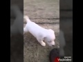 PUPPY RUN - Jack Russell Puppy