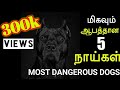 Most dangerous dogs in the world||உலகின் மிக ஆபத்தான நாய்கள்