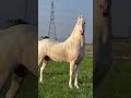 White Nukra Horse Stallion FATEH Horseriding Trending Nukra Horse Majuke Viral Shorts 