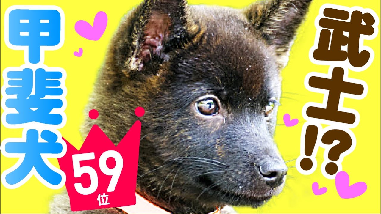 人気59位 甲斐犬ってどんな犬 子犬の価格や性格 寿命 飼いやすさは カワイイ動画でチェック Youtube