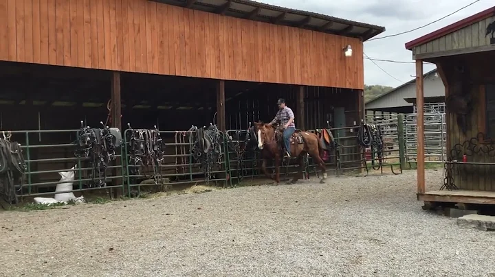 Sold 4- 14.2H sorrel QH gelding 20yr $850 Deadline 4/25/25