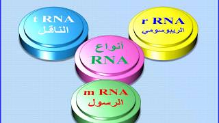 8 - الأحماض النووية - أنواع  RNA   ودور كل منها