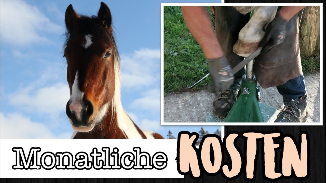 Monatliche Kosten Pferd Rechner
