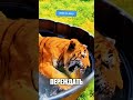 СПАС ТОНУЩЕГО ТИГРА