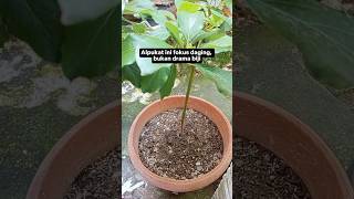 Beginilah Bibit Alpukat Tanpa Biji Hasil Stek