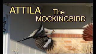 Attila the Mockingbird [NARRATED, SUPER SLOMO SHOTS]