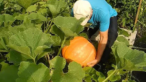 Как вырастить тыквы огромными