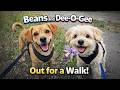 Beans and Dee-O-Gee Out for a walk! (05/07/2025)