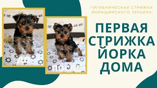 видео: Первая стрижка Стэйси. Как стричь йоркширскому терьеру ушки, когти, лапки, мордочку (щенку 2 месяца) картинка: Первая стрижка Стэйси. Как стричь йоркширскому терьеру ушки, когти, лапки, мордочку (щенку 2 месяца)