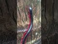 This Tiny Forest Creature Looks Absolutely Terrifying 😳