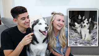 Never Before Seen Videos of Sky's Puppies!