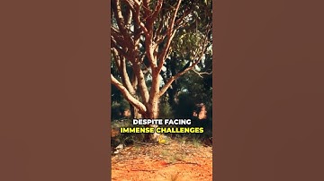 Did you know this about Aboriginal culture?🤔  #aboriginalculture  #heritage  #history  #education