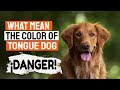 Understanding the Significance of a Dog's Tongue Color for Canine Health