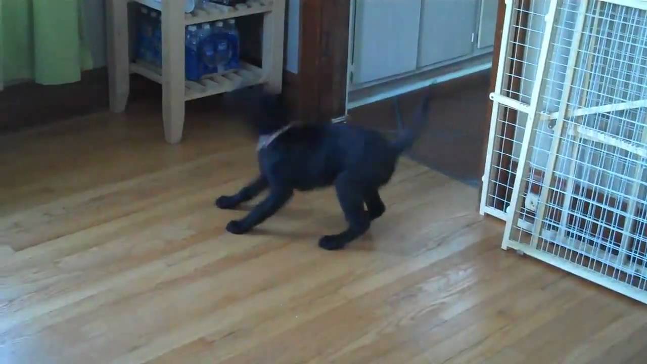 Black Labrador Puppy Dinner Time YouTube black-labrador-puppy-dinner-time-youtube
