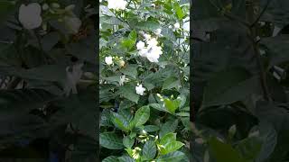 Download Lagu me tulsi Teri angan ki🪴🪴🌱☘️🍀 MP3