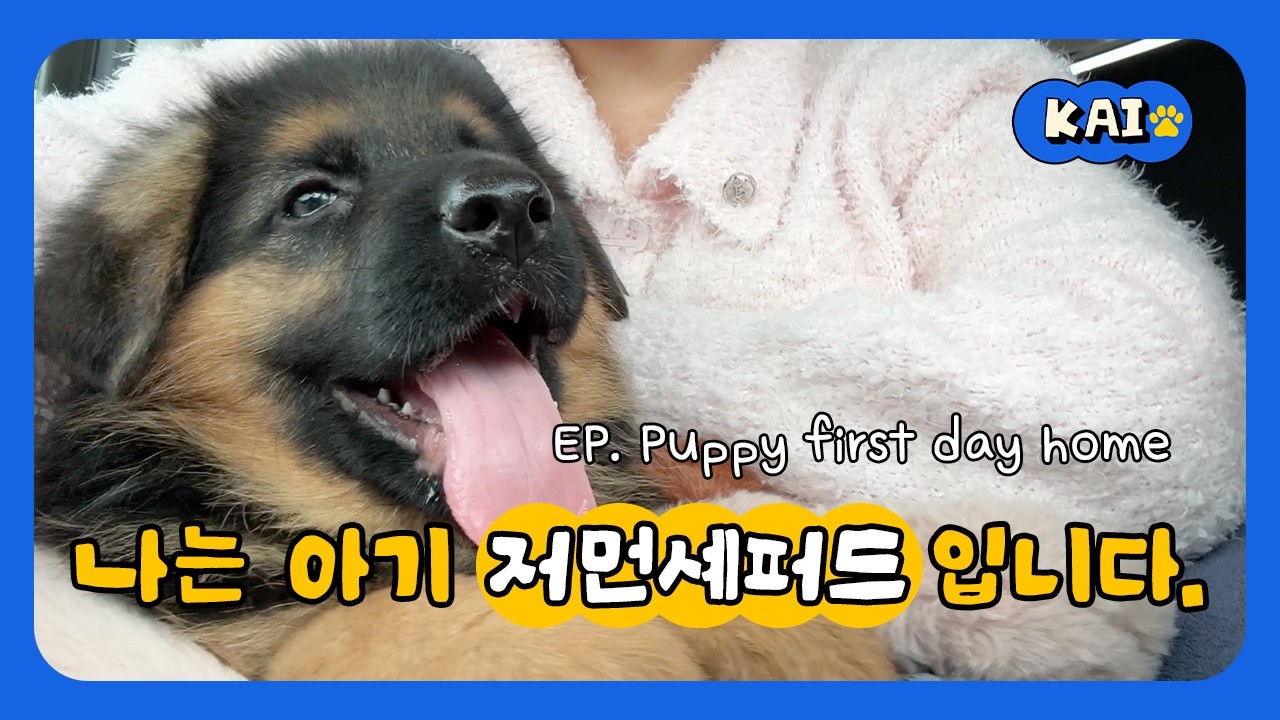 🐶생후 2개월 아기 저먼셰퍼드가 집에 온 첫날 | Puppy first day home - YouTube