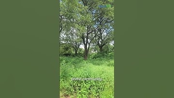 Open Plot for Sale | Little England @ Kompally | AssetNX