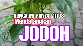 TERNYATA TANAMAN INI PUNYA MITOS MENDATANGKAN JODOH ( BUNGA KENANGA)