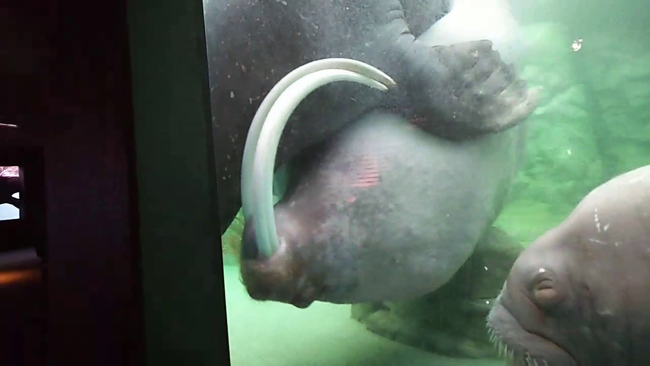 セイウチのlove タイム 繁殖期 鴨川シーワールド Youtube