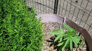 Papa's Garden