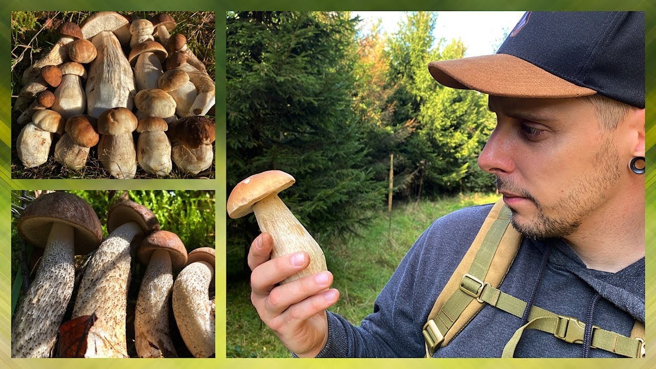 Boletus edulis🍄🤩 - Steinpilz Eskalation! Sensationelle Pilz Funde im [September 2025]