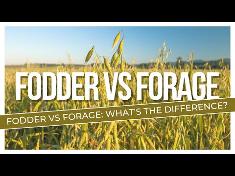 Fodder and forage