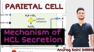 Parietal Cell : Mechanism of HCL Secretion in Stomach