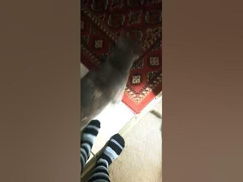 break in by a cat burgarler. #notmycat #cat #dilutedtortie - YouTube