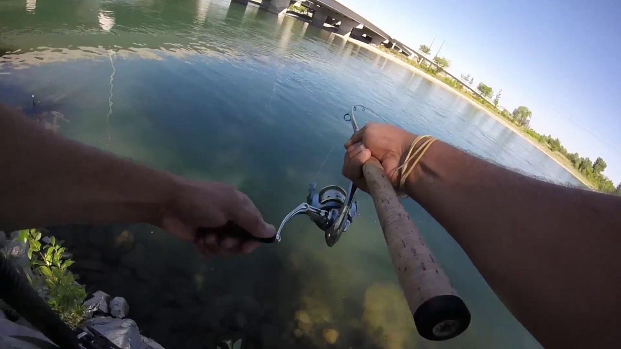 Urban Bow River Fishing. Sight fishing, foul hook and more... End of