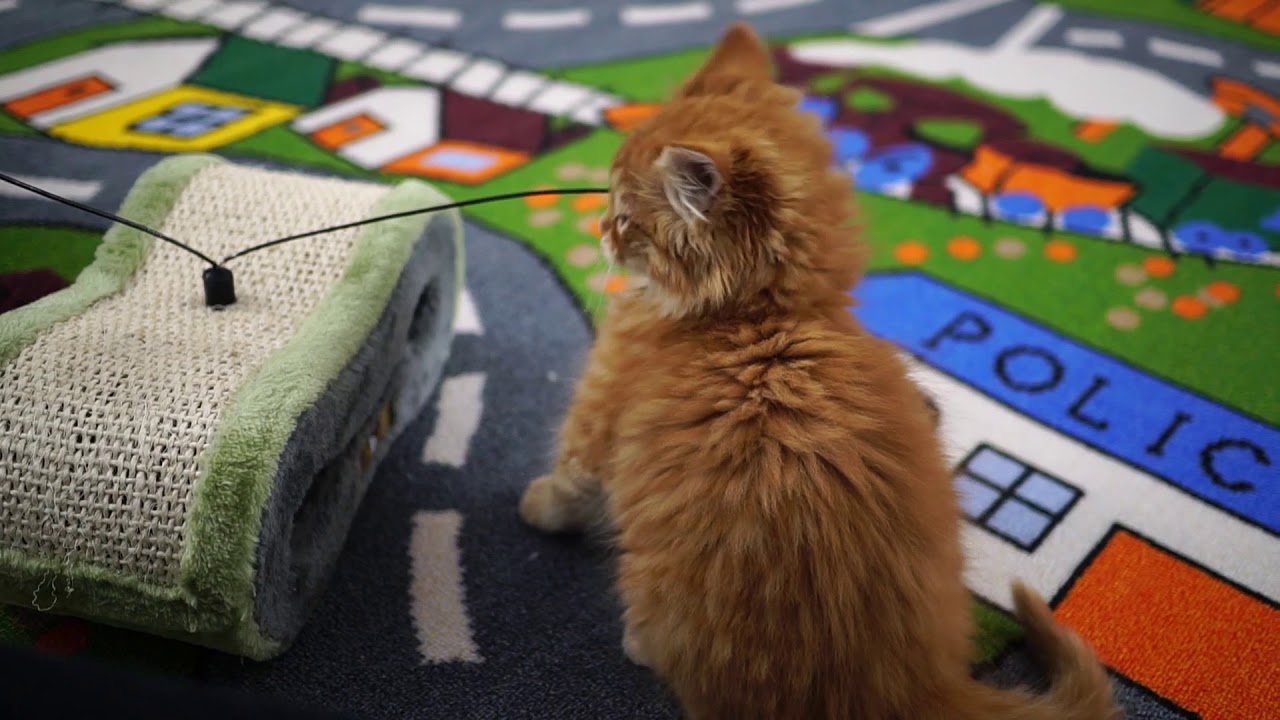 Kitten Close Up 2018-01-10: NEW KITTENS!