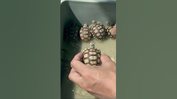 Baby Turtle - Painting a Turtle Shell - A Creative and Fun DIY Project