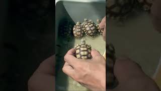 Baby Turtle - Painting a Turtle Shell - A Creative and Fun DIY Project