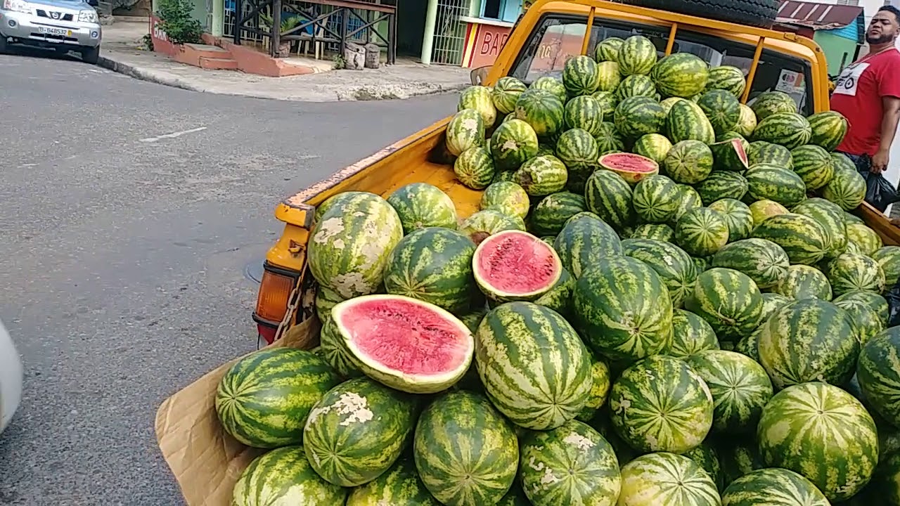 BUYING ALL ORGANIC WATERMELON FROM THE TRUCK IN LOS CHARAMICOS
