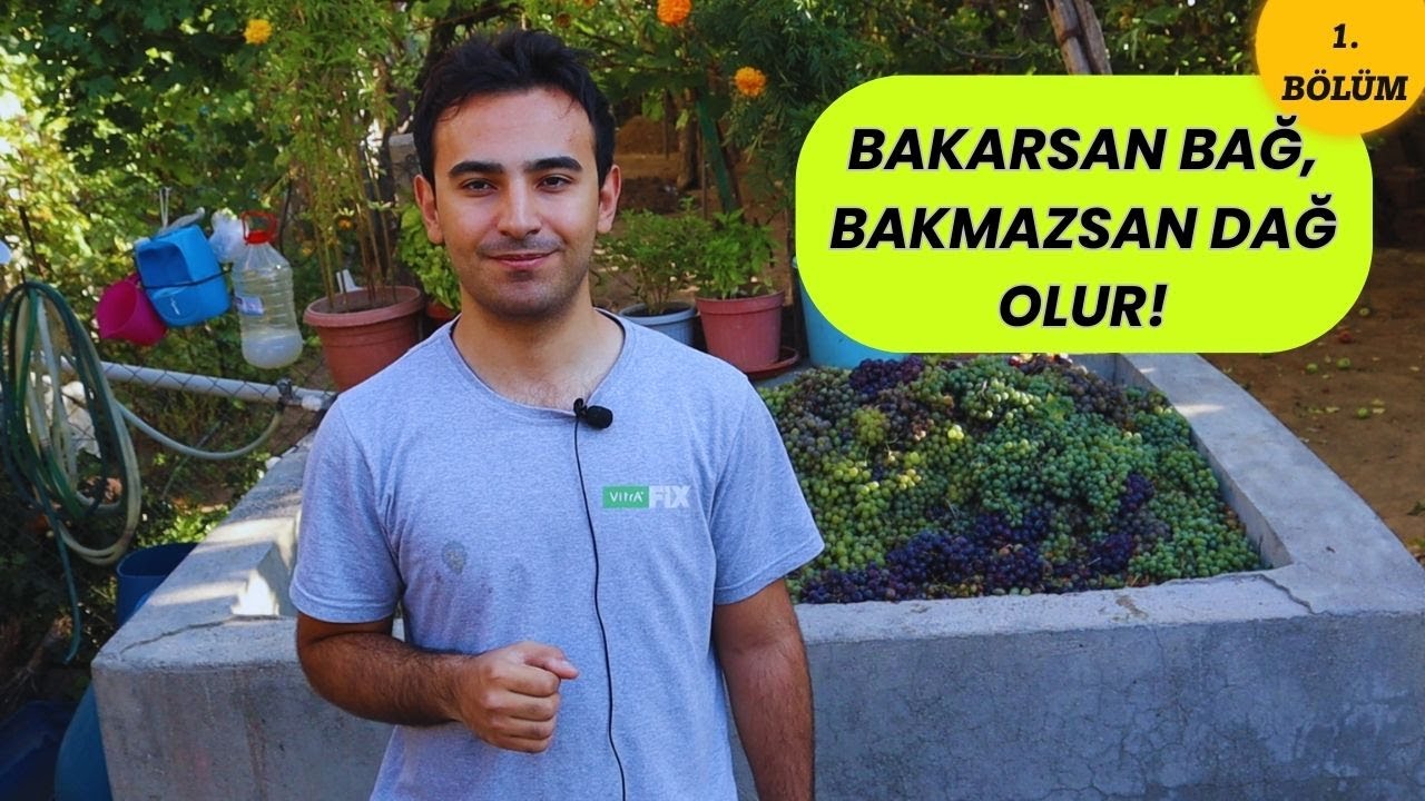 Niğde/GÖSTERLİ Köyü Pekmez Yapımı 1. Bölüm (Bağ Bozumu) #niğdebağları #gösterli