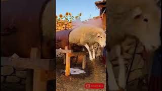 Oaia La Splat shorts romania umor sat amuzant comedie   vecini bunici fazetari funny