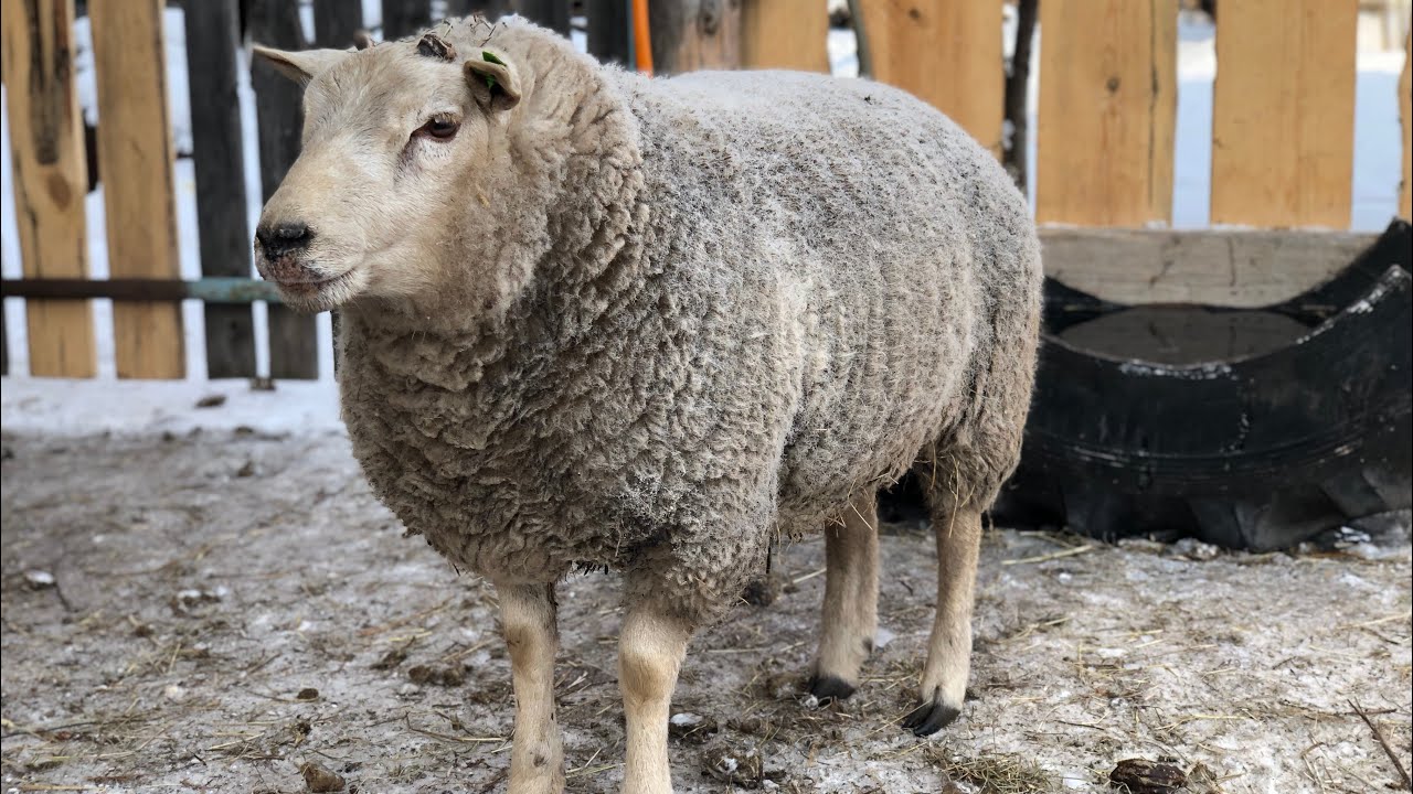 Привесы Баранов 🐏