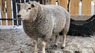видео: Привесы Баранов 🐏 картинка: Привесы Баранов 🐏