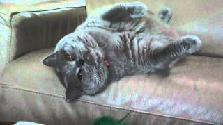 Ruby Cat - Comedy Series #4 - Zen by OriginalRubyCat 1,561 views 12 years ago 4 minutes
