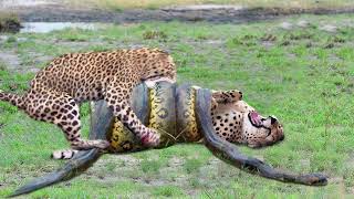 OMG! Giant Python Hunt Leopard Cubs When Mother Leopard Hunting Impala, Anaconda vs Crocodile   YouT