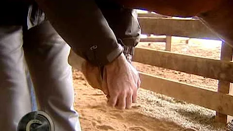 Como deve ser realizada a inspeção de um equino com claudicação do membro pélvico esquerdo?