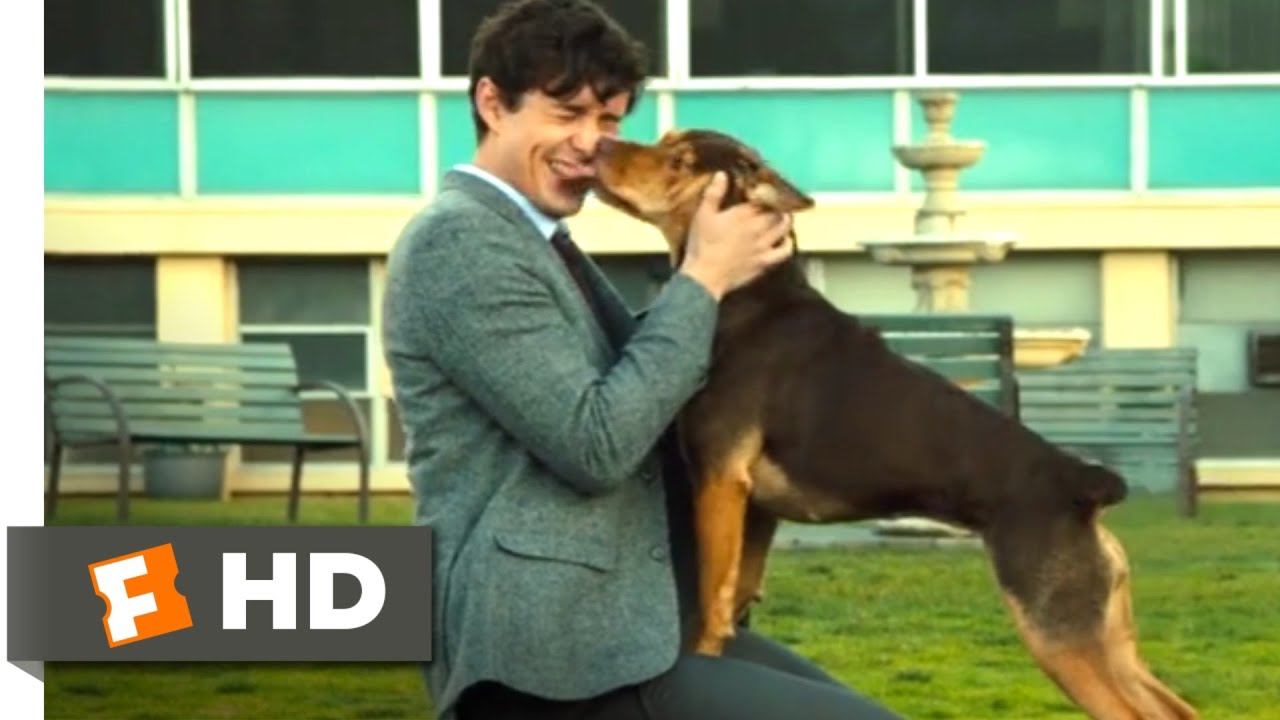 Download A Dog's Way Home (2018) - Finding Her Human Scene (9/10) | Movieclips