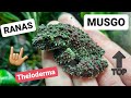 RANA MUSGO 🐸 Theloderma corticale 🐸 El mejor camuflaje del mundo