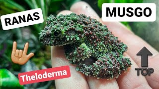 RANA MUSGO 🐸 Theloderma corticale 🐸 El mejor camuflaje del mundo