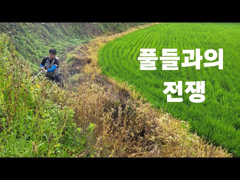 <strong>벼</strong> 인가?