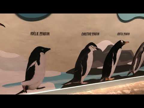 Penguin Cove @Bird’s Paradise|Singapore