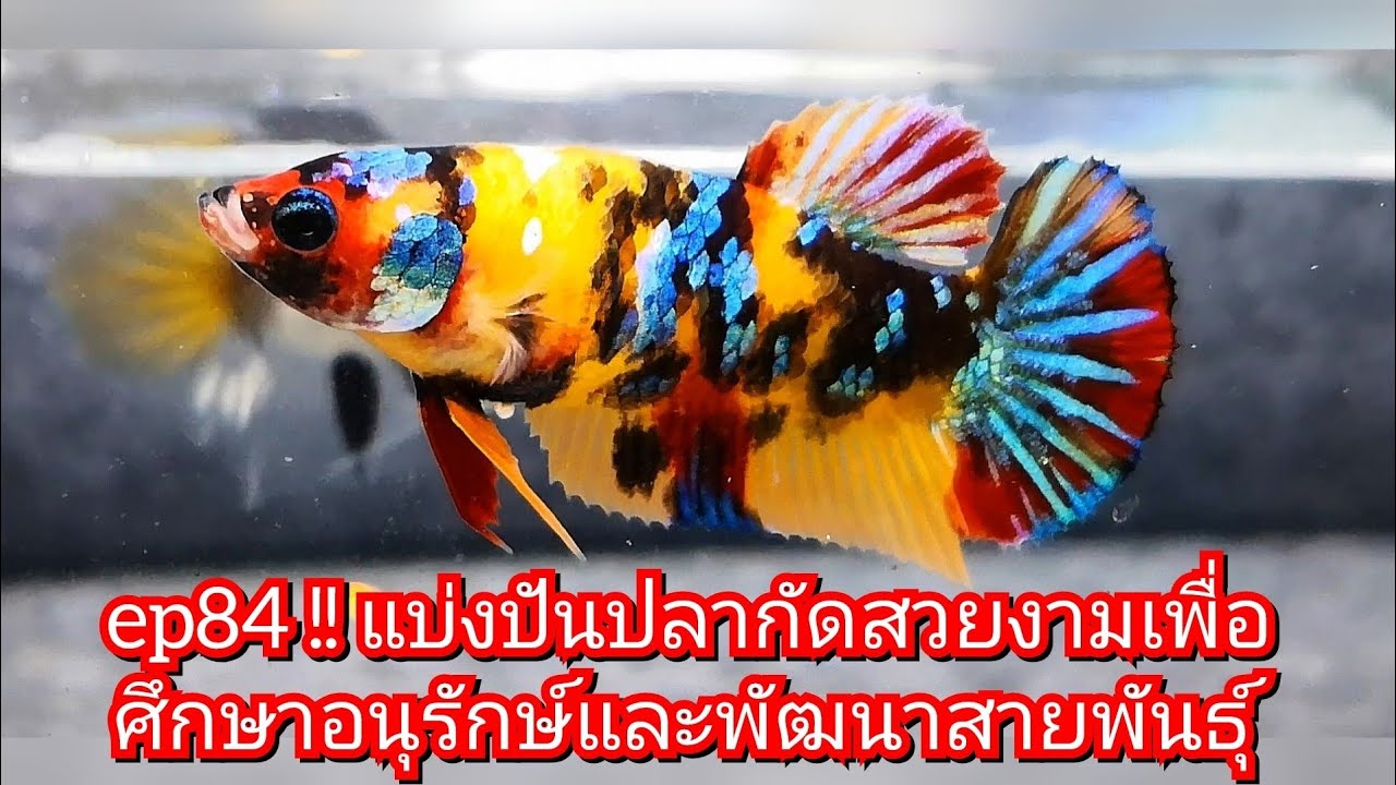 ep84 !! แบ่งปันปลากัดสวยงามเพื่อศึกษาอนุรักษ์และพัฒนาสายพันธุ์ #ปลากัดสวยงาม #betta #เพาะปลากัด